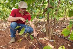 Nước tưới cho Tây Nguyên: Tưới tiết kiệm: Khó khăn trước mắt, lợi ích dài lâu