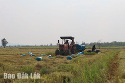 Nâng cao vị thế cho lúa gạo Ea Súp