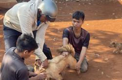 Truy tố những trường hợp để chó, mèo gây hậu quả nghiêm trọng