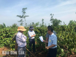 Lưu ý mật độ cây trồng xen trong vườn cà phê