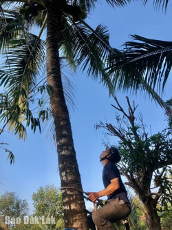 Nhọc nhằn nghề hái dừa