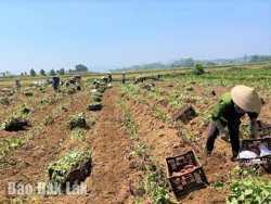 Tái diễn tình trạng khoai lang “được mùa - mất giá”