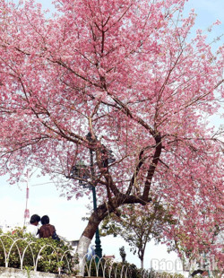 Hồng trời Đà Lạt níu hồn lữ khách