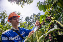 Cà phê đã trở lại “ngôi vương”? (Kỳ 1)