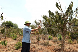 Ưu tiên cấp đủ nước cho sinh hoạt và tưới cho cây lâu năm