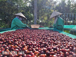 Cà phê đã trở lại “ngôi vương”? (Kỳ 2)