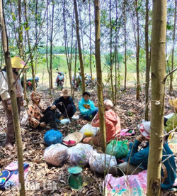 Cẩn trọng trước "cơn sốt" thu mua xác ve sầu