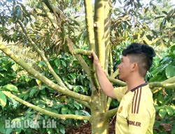 Nhiều vườn sầu riêng, hoa xổ nhụy bị rụng hàng loạt