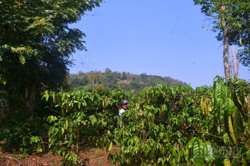 Phòng, chống khô hạn nhờ... cây rừng