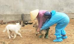 Tỷ lệ tiêm vacxin phòng dại cho chó, mèo trung bình chỉ đạt 58%