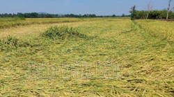 Huyện Krông Pắc: 260 ha lúa bị thiệt hại do mưa đá