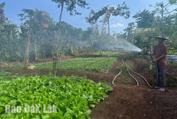 Hiệu quả từ trồng rau màu mùa khô hạn