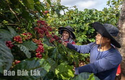 Giá cà phê lập kỷ lục: Mừng, lo niên vụ mới