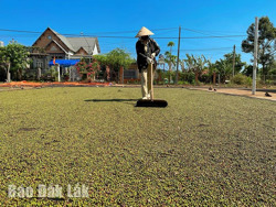 Cẩn trọng với giá hồ tiêu tăng