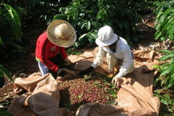 Giá cà phê cao, người trồng phấn khởi