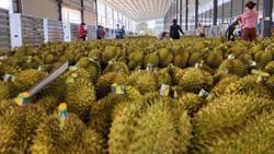 Sầu riêng Đắk Lắk đối mặt nhiều rủi ro khi phát triển 'nóng'