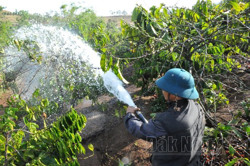 Cách phòng trừ rệp sáp cho cà phê