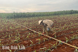 Nông dân ứng phó với thời tiết khô hạn