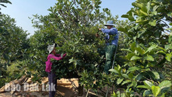 Những kinh nghiệm chăm sóc cà phê sau thu hoạch