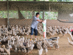 Chủ động phòng, chống bệnh cúm lây từ gia cầm sang người