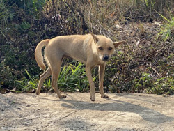 Khoảng 6.000 người bị chó, mèo cắn phải điều trị dự phòng mỗi năm