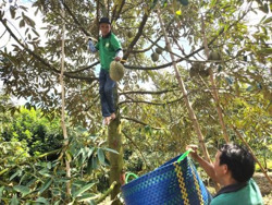  Sầu riêng rớt giá, nhà vườn lên mạng tìm người mua