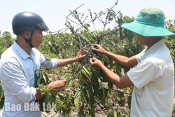 Khẩn trương phòng, chống rệp sáp tấn công vườn cà phê