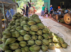 Nông sản tăng giảm trái chiều