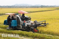 Huyện Krông Ana: Nông dân phấn khởi vì lúa được mùa, giá tốt