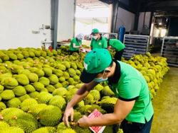 Ngành sầu riêng còn nhiều mối lo