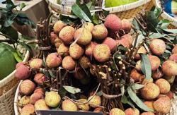 Quả vải Tây Nguyên đầu mùa tăng giá gấp đôi vì sao?