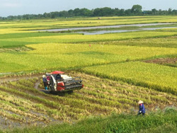 Xuất khẩu gạo: Làm gì để chinh phục thị trường khó tính?