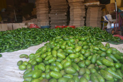 Đắk Nông thêm một mùa bơ buồn