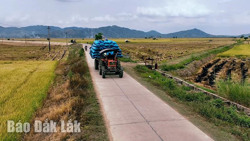 Chuỗi giá trị từ lúa gạo: Tiềm năng còn bỏ ngỏ!