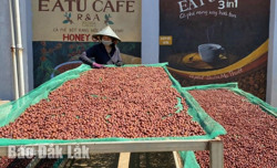 Liên kết để sản xuất cà phê bền vững