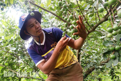 Nông dân thu lợi từ trồng mắc ca xen cà phê