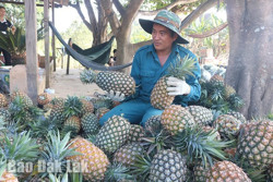 Đưa cây dứa phát triển bền vững