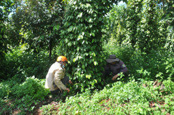 Sản xuất thuận tự nhiên để ứng phó với biến đổi khí hậu