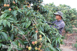 Vải thiều tăng giá nhưng nông dân kém vui