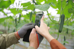 Chuyển đổi số: Giúp nông dân bán nông sản ngay tại vườn