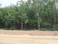 Huyện Ea Kar: Thu hồi gần 25 ha đất rừng để thực hiện Dự án cao tốc Khánh Hòa – Buôn Ma Thuột