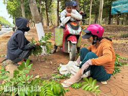 Mùa thu hoạch sấu: Mừng ít, lo nhiều