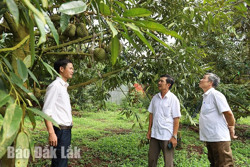 Quản lý, phát huy giá trị mã vùng trồng sầu riêng: Cần minh bạch ở các khâu
