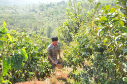 Cách chăm sóc cây trồng khi thời tiết giao mùa