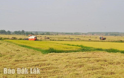 Sức trẻ trên những cánh đồng