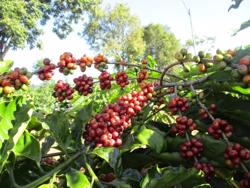 Chủ tịch VICOFA nói gì khi giá cà phê lao dốc rồi bật tăng mạnh?