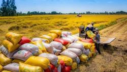 Nghịch lý: Xuất khẩu gạo đạt kỷ lục, doanh nghiệp trong ngành vẫn thua lỗ, nợ nần
