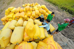 ‘Mắt xích’ quan trọng của chuỗi nông sản