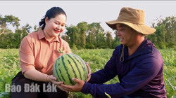 Nhiều lợi ích từ canh tác hữu cơ thuận tự nhiên