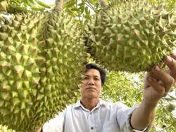 Nhu cầu nhập khẩu gạo, rau quả của thế giới ngày càng lớn